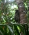 Malaien-Gleitflieger, Malayan Flying Lemur, Malayan Colugo (Foto: chari , Santubong, Sarawak, Malaysia am 31.12.2013) [4153]