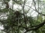 Nasenaffen Kleingruppe (Foto: katarina , Bako National Park, Sarawak, Malaysia am 02.01.2014) [4160]
