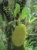 Jackfruit (Foto: chari , Gunung Mulu National Park, Sarawak, Malaysia am 03.01.2014) [4163]