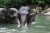 Sumatra-Elefanten beim Baden (Foto: chari , Tangkahan, Sumatra, Indonesien am 23.04.2015) [4435]