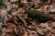 Salamander (Foto: chari , Silberbachtal, Oberes Weserbergland 36, Deutschland am 15.04.2018) [5037]