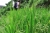 Über die Reisfelder mit Nyoman (Foto: chari , Sidemen, Bali, Indonesien am 03.01.2023) [5607]