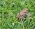 Frosch im Gras (Foto: chari , Astraka, Epirus, Griechenland am 18.06.2023) [5685]