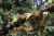 bewachsener Zweig (Foto: chari , Doi Pha Hom Pok National Park, Chiang Mai, Thailand am 17.01.2024) [5792]