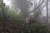 Kälbchen im Nabelwald (Foto: chari , Doi Pha Hom Pok National Park, Chiang Mai, Thailand am 17.01.2024) [5802]
