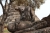 Buddhastatue am Wat Phra Si Sanphet (Foto: chari , Ayutthaya, Ayutthaya, Thailand am 23.01.2024) [5822]